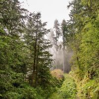 Stimmung im Wald