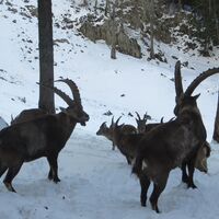 Naturpark Hohe Wand Winterwanderung