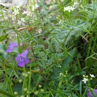 Flora