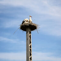 Storchennest