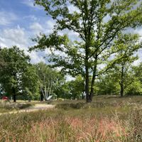 Behringer-Hügelgräberheide-Sauerampfer-ccbysa-foto©bispingen-touristik-min.jpeg