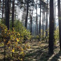 Sonnenstrahlen im Nadelwald der Wanderdüne