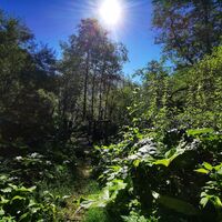 In der Grünau