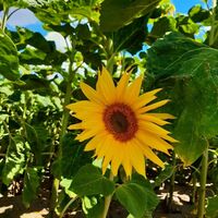 Sonnenblumenfeld bei Deetz