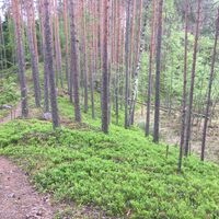 Lammassaaren Naturpfad