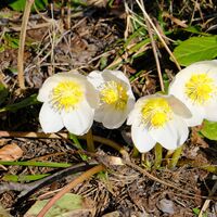Wenn der Schnee verschwindet, verschönern Frühlingsblumen die Aussicht.