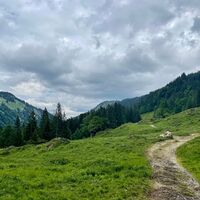 Forstweg im Lecknertal