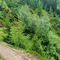 Trail