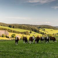 Kühe auf der Weide