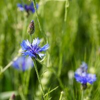 Kornblumen bei Pfaffenrot