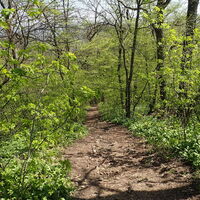 am Weg zur Veiglhütte