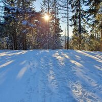 8.1 km Links in den Waldweg hinein!