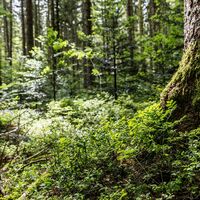 Wald bei St. Märgen