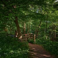 Pfad ins Helletal in Winterberg