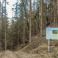 Wunderbar beschrieben Netzwerk Naturwald