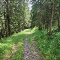 Unterhalb des Säbelbodens auf gutem Waldweg