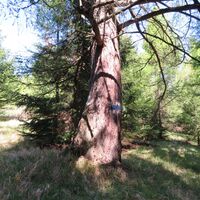 Rohrbachgraben -- Bodenwiese auf der Gahns