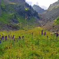 Blumen