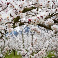 Marillenblüte im Detail