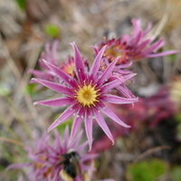 die bezaubernde Blüte der Hauswurz