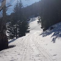 Wiese unterhalb des Bärenkogels