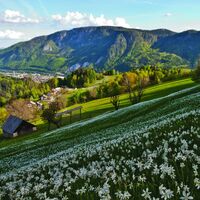 Narzissenwiesen über Jesenice