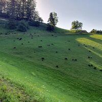 15.6 km Schafe an der Auffahrt Perna