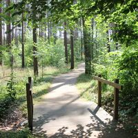 Waldweg am Rollstuhlwanderweg