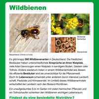 Heckenpfad 11 Wildbienen