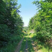 Gerades Stück Waldweg