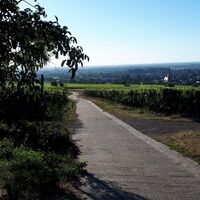 Abstieg Richtung Deidesheim