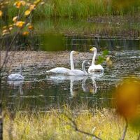 Schwanenfamilie im Naturschutzgebiet Koukkelonvaara