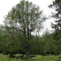 Bergerhube - Hohentauern