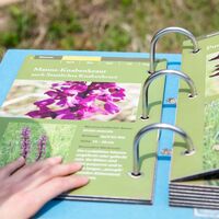 Orchideenpfad Gersheim