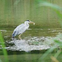aue-chly-rhy-fischreiher-mit-gewaechs