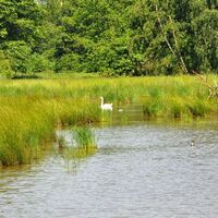 Schwan und Enten im Teichgebiet
