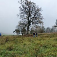 Alte Bäume am Kolonnenweg