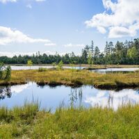 Das Hochmoorgebiet rund um den Wildsee bietet Idylle pur