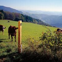 Kühe am Uplandsteig