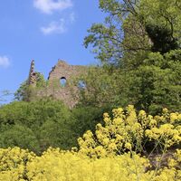 Tourismus Service Bergstrasse Burgensteig Strahlenburg gelbe Blueten Brigitte Zimmermann Petrullat