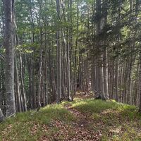 L3 Rinnerberger Trail
