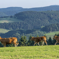 Kühe in der Qualitätsregion Sauerland