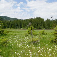 das sumpfige Südostufer ist mit Wollgras geschmückt