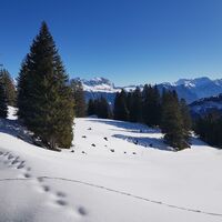 Schneeschuhtrail Panüöl-Prodalp