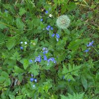 Flora