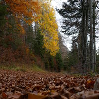 es herbstlt