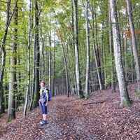 Der Weg führt uns durch den Wald