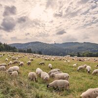 Schafherde, im Hintergrund der Ettelsberg