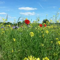 Blumenwiese entlang des Rheinradweges