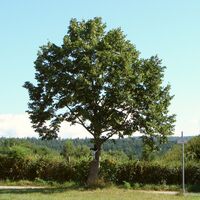 Baum mit Bildstock